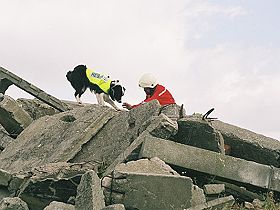 honden fokkers en hond foto's