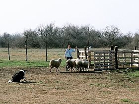 honden fokkers en hond foto's