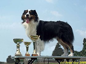 honden fokkers en hond foto's