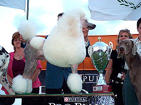 honden fokkers en hond foto's