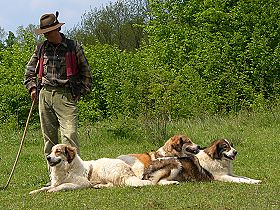 honden fokkers en hond foto's