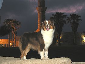 honden fokkers en hond foto's