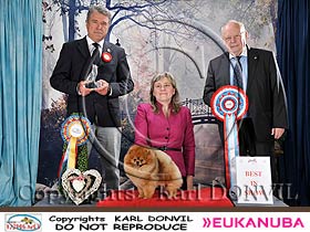 honden fokkers en hond foto's