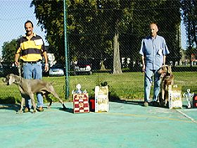 honden fokkers en hond foto's