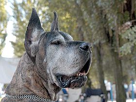 honden fokkers en hond foto's